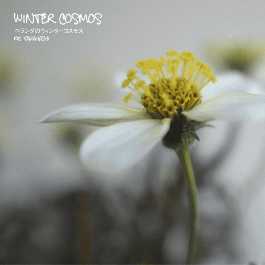 Winter Cosmos